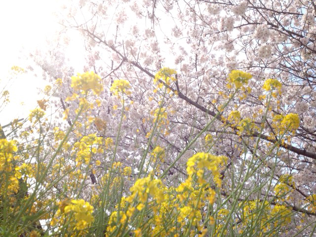 f:id:honokasha:20130401173156j:image:w360 f:id:honokasha:20130401173156j:image:w360