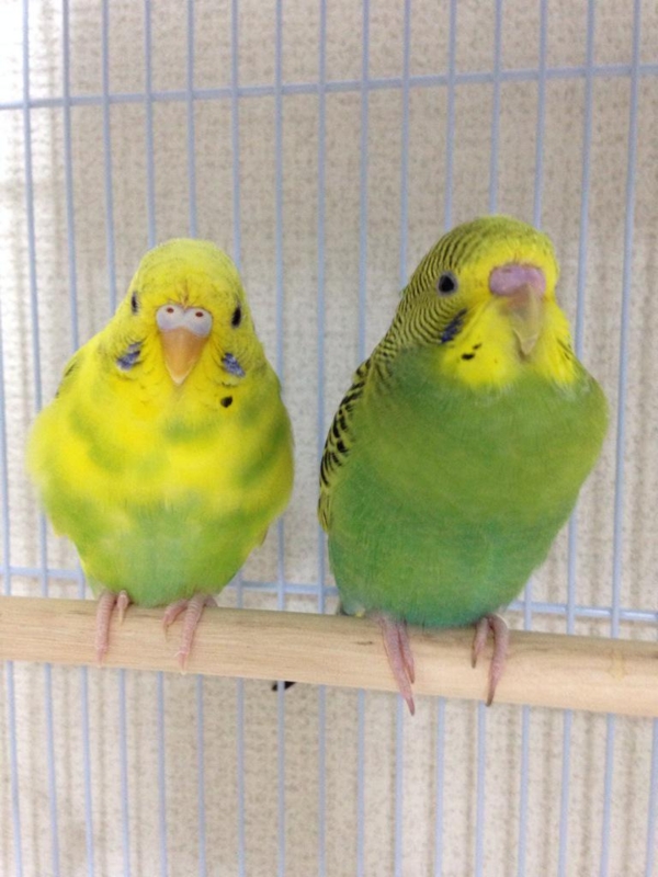 f:id:honokasha:20150309114749j:image:w360 f:id:honokasha:20150309114749j:image:w360