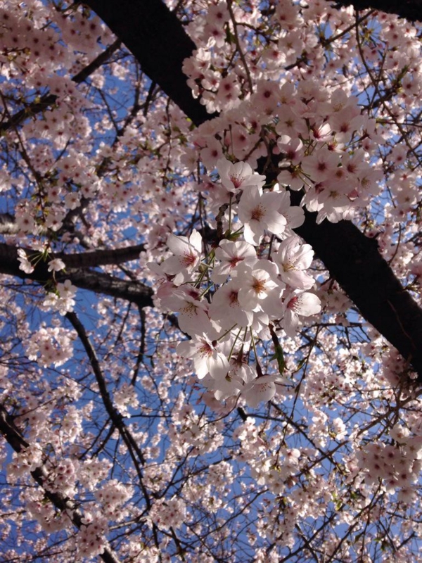 f:id:honokasha:20150402140355j:image f:id:honokasha:20150402140355j:image