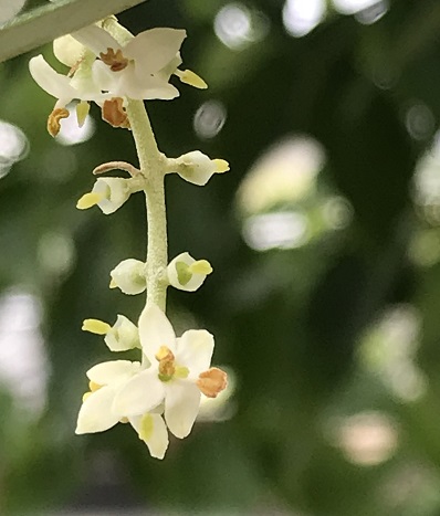 オリーブの花が咲きました ちょっとしたコト録