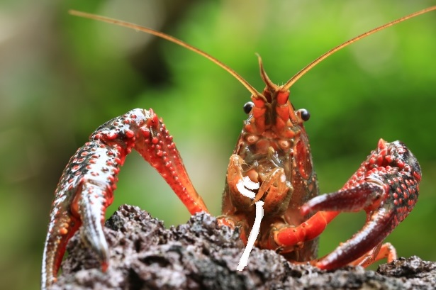 アメリカザリガニがうどんを食べる様は結構カワイイ ちょっとしたコト録