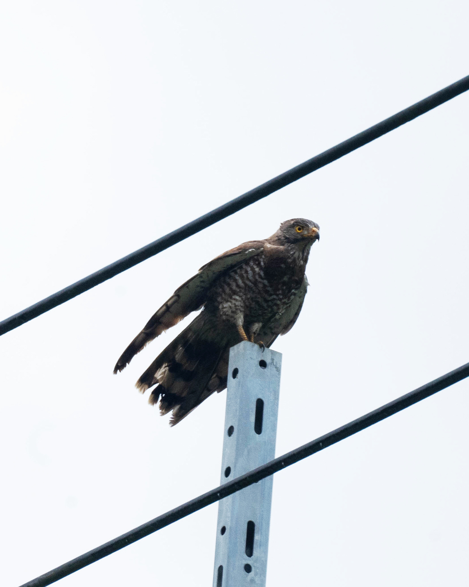 電柱に止まっているサシバ の写真