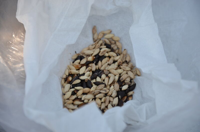 トキワマンサクの種