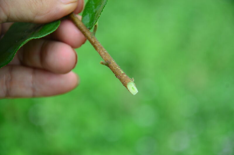 根元を斜めにカット