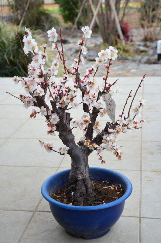 花梅の鑑賞は鉢植えがいい - SECOND 農 LIFE