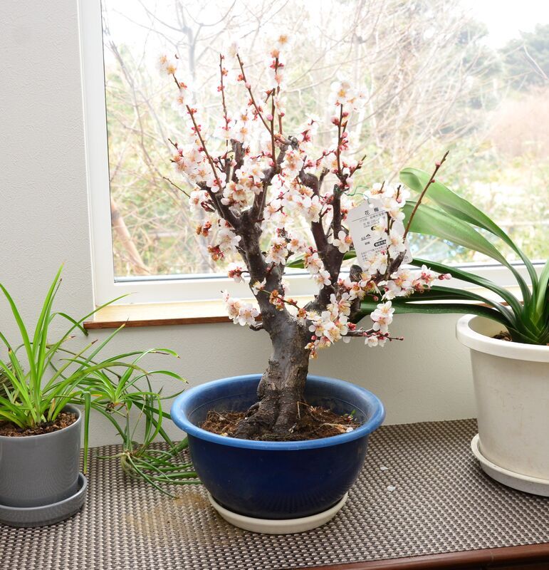 花梅の鑑賞は鉢植えがいい - SECOND 農 LIFE