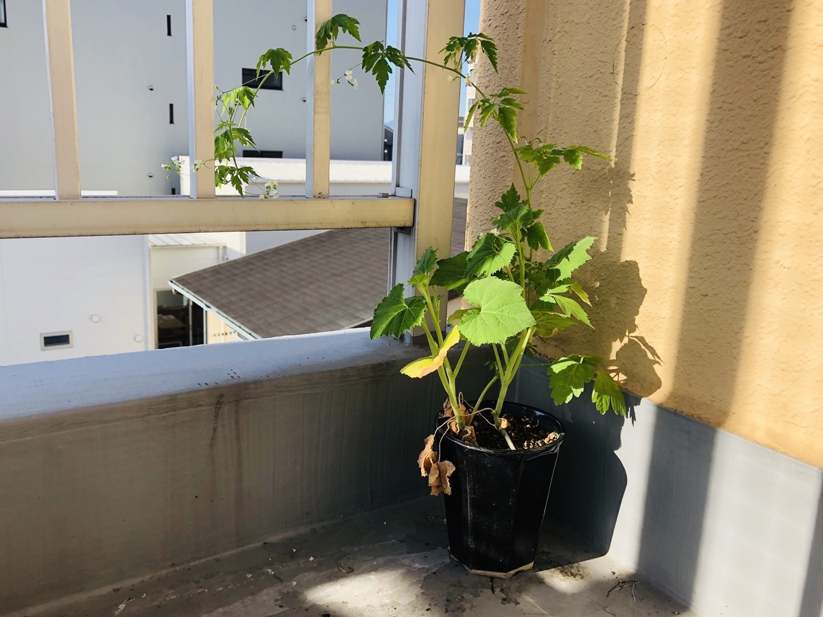 f:id:hontopia:20190901144335j:plain