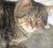 f:id:honyakumystery:20081229134816j:image:small:left