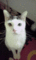 f:id:honyakumystery:20110602141953j:image:small:left f:id:honyakumystery:20110602141953j:image:small:left