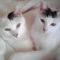 f:id:honyakumystery:20130305171553j:image:small:left f:id:honyakumystery:20130305171553j:image:small:left