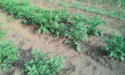 f:id:honyarara-farm:20130603221356j:image