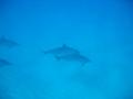 [travel][hawaii]イルカツアー