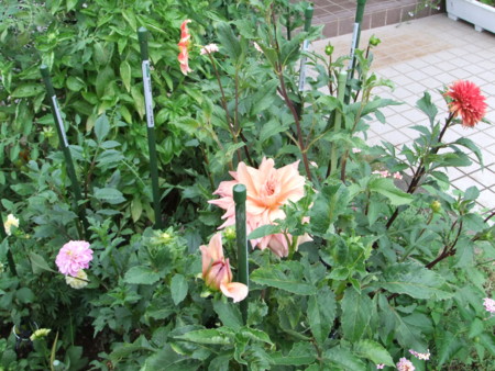 f:id:hopinya:20110820140502j:image
