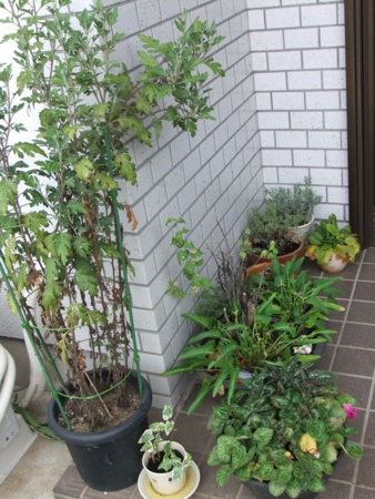 f:id:hopinya:20110820140541j:image
