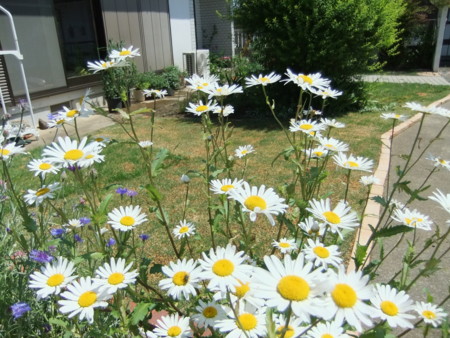 f:id:hopinya:20120519091749j:image