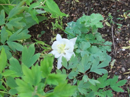 f:id:hopinya:20120519091847j:image