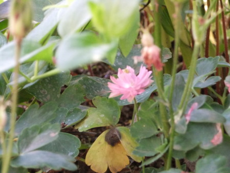 f:id:hopinya:20120519091920j:image