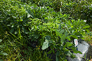 f:id:hops125:20161219122031j:plain f:id:hops125:20161219122031j:plain