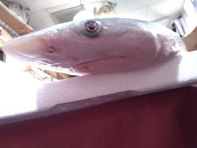 f:id:horahora2013:20181213210743j:image