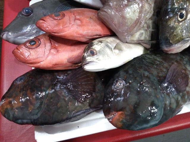 f:id:horahora2013:20200119163950j:image