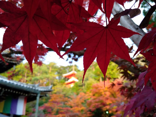 f:id:horahora2013:20201117171906j:image