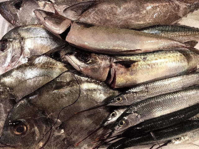 本日の漁港直送の魚たち O O O ほらほら日記 京都たかばし 漁港直送 居酒屋 ほらほら の日常