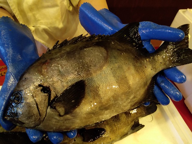 本日の漁港直送の魚たちo O O ほらほら日記 京都たかばし 漁港直送 居酒屋 ほらほら の日常