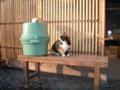 餅つきの様子を見に来た｢みかん」メス2歳。