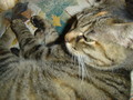 20070504151442