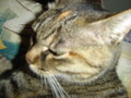 20070504151450