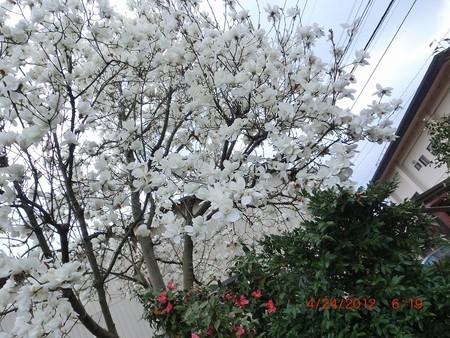 イメージ 1