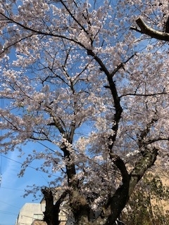 f:id:horin_blog:20190408123749j:plain