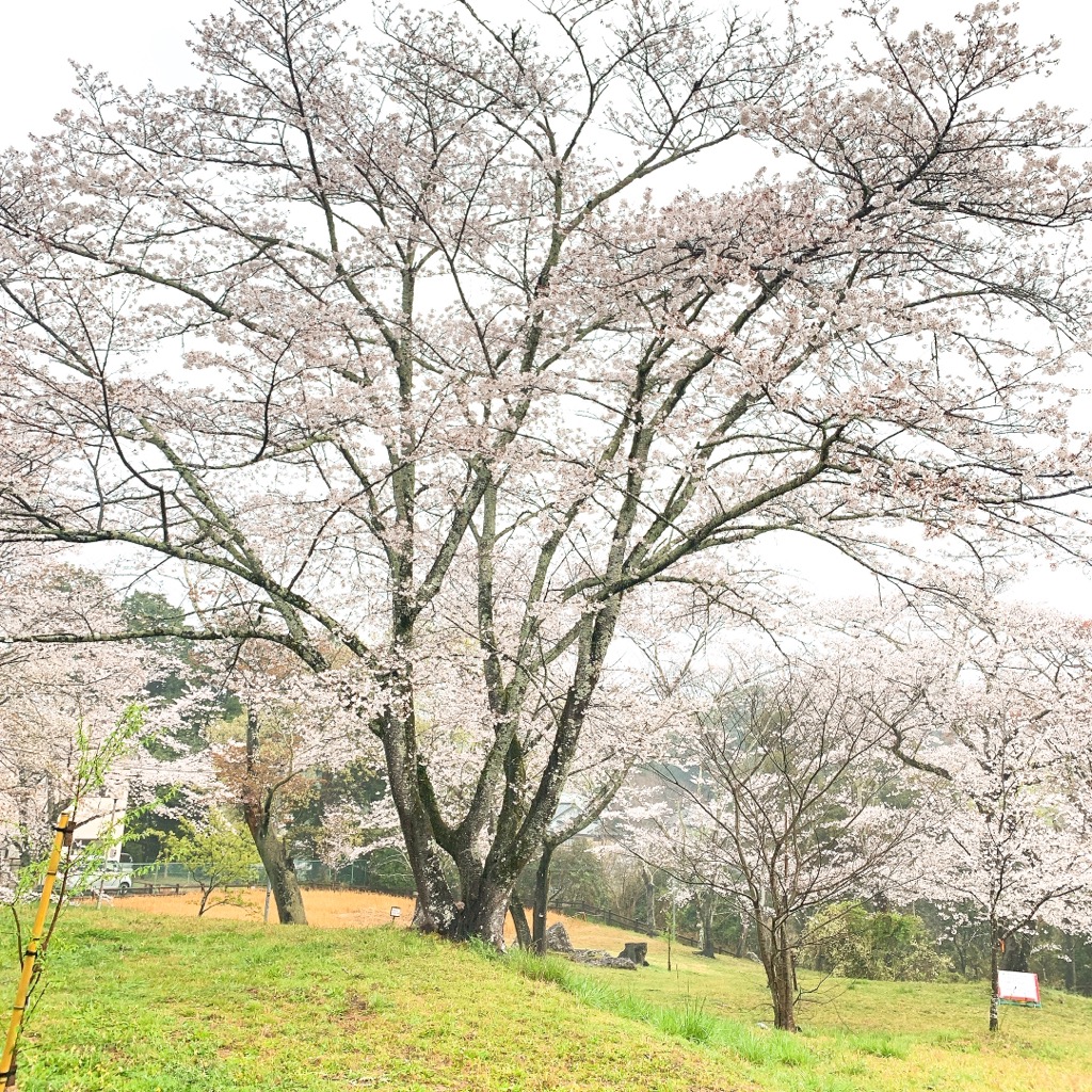 f:id:horin_blog:20210331114100j:plain