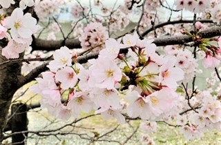 f:id:horin_blog:20220401101436j:plain