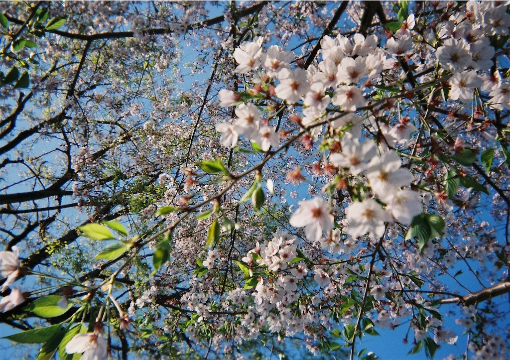 f:id:horn0003:20190611223804j:image f:id:horn0003:20190611223804j:image