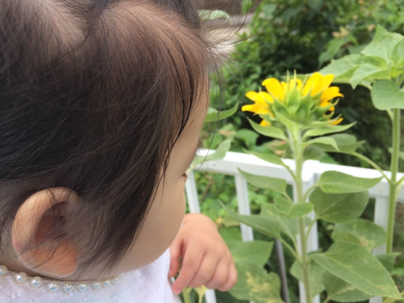 f:id:hornedman:20160701230437j:plain f:id:hornedman:20160701230437j:plain