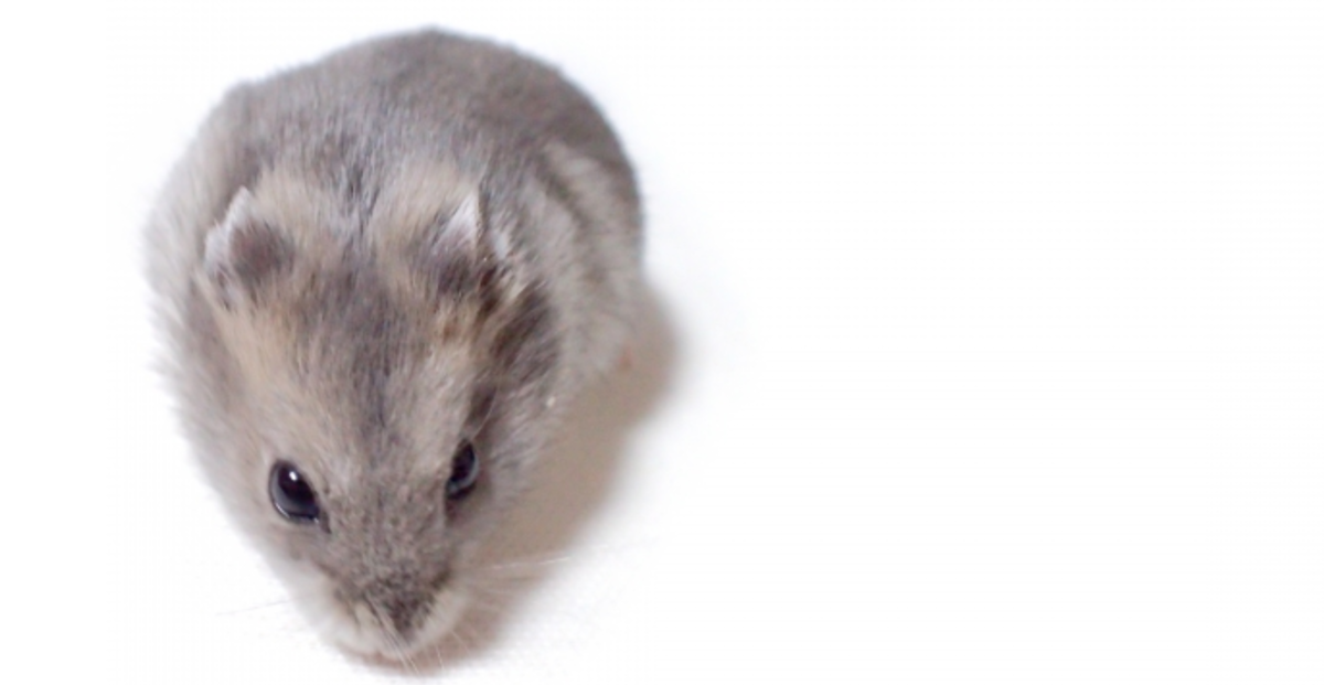 f:id:horomary:20201230142636p:plain:w500