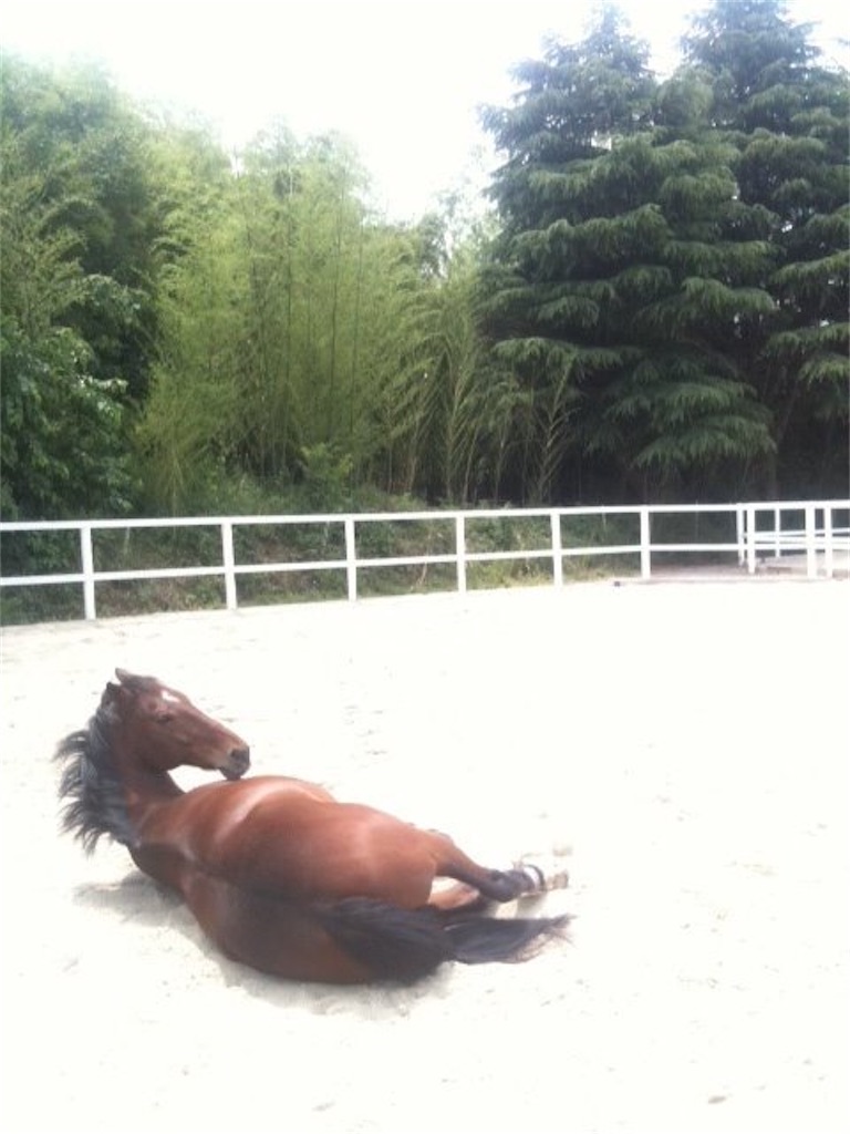 f:id:horseball:20200419120306j:image f:id:horseball:20200419120306j:image
