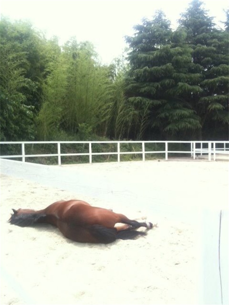 f:id:horseball:20200419120309j:image f:id:horseball:20200419120309j:image