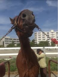 馬って感情をどうやって表現するの 馬の動作 鳴き方で分かること 馬術初心者で馬に毎日舐められていた私が６０日間 馬 フィットネスで 人馬一体 となって自由自在に馬を操れるようになった方法