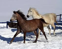 馬って感情をどうやって表現するの 馬の動作 鳴き方で分かること 馬術初心者で馬に毎日舐められていた私が６０日間 馬 フィットネスで 人馬一体 となって自由自在に馬を操れるようになった方法