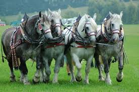 世界には何種類の馬がいますか?