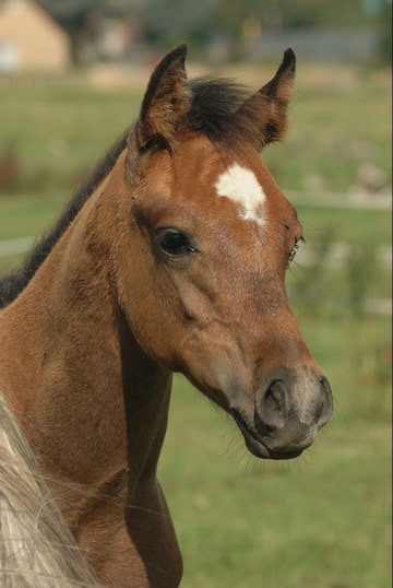 f:id:horsebg:20190520154839j:plain