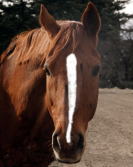 f:id:horsebg:20190522165709j:plain