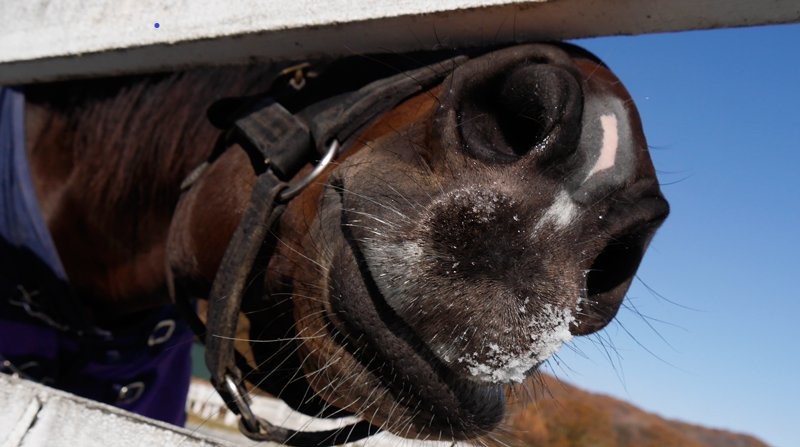 f:id:horsebg:20190522170942j:plain