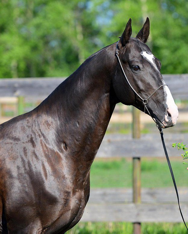 f:id:horsebg:20190522171527j:plain