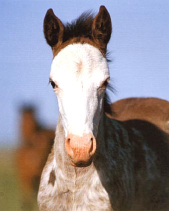 f:id:horsebg:20190522173642p:plain