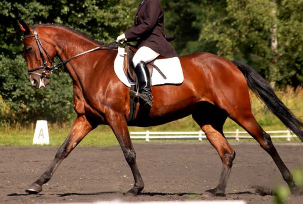 f:id:horsebg:20190727152732p:plain