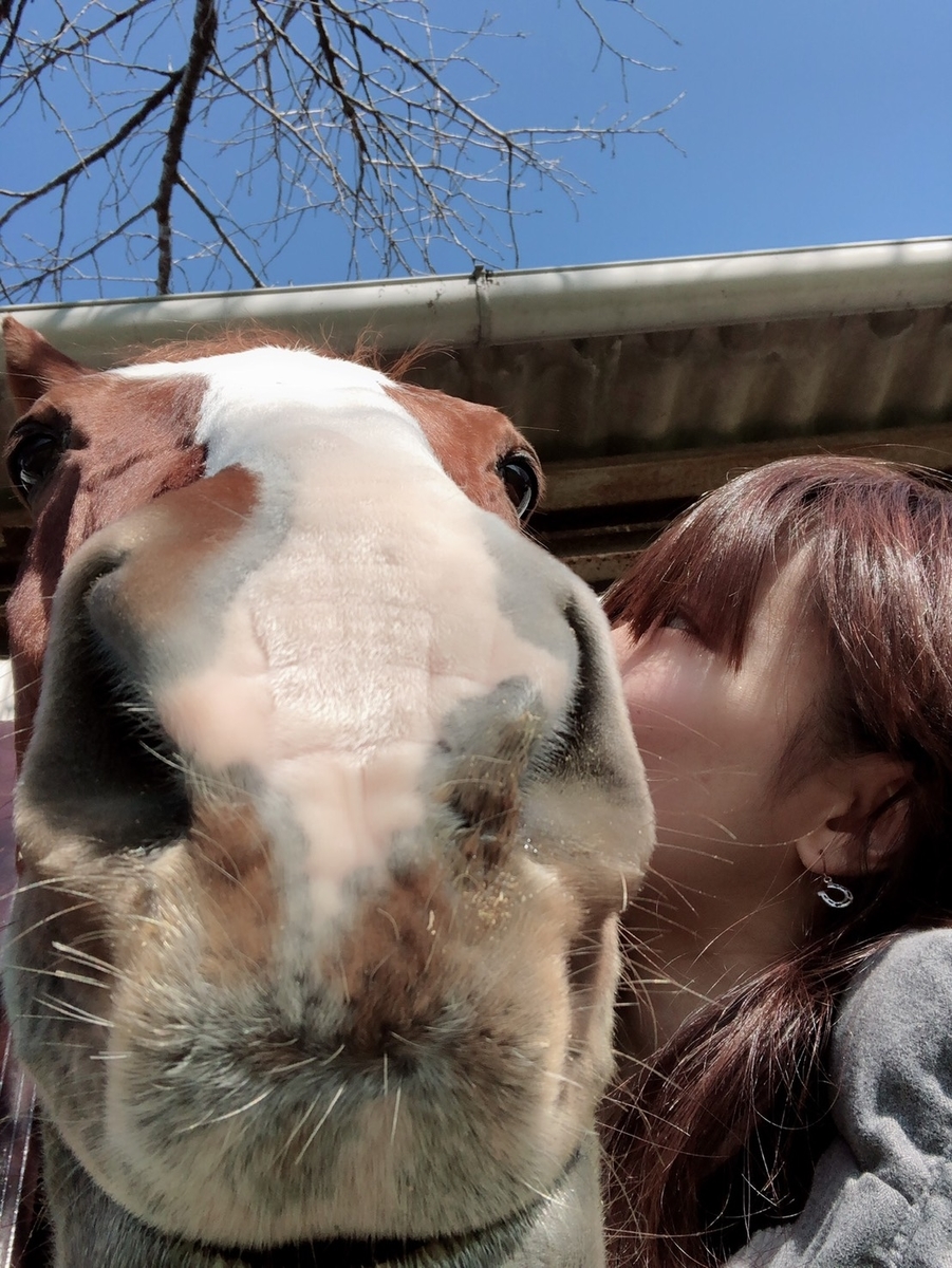 f:id:horsebg:20190727182200j:plain