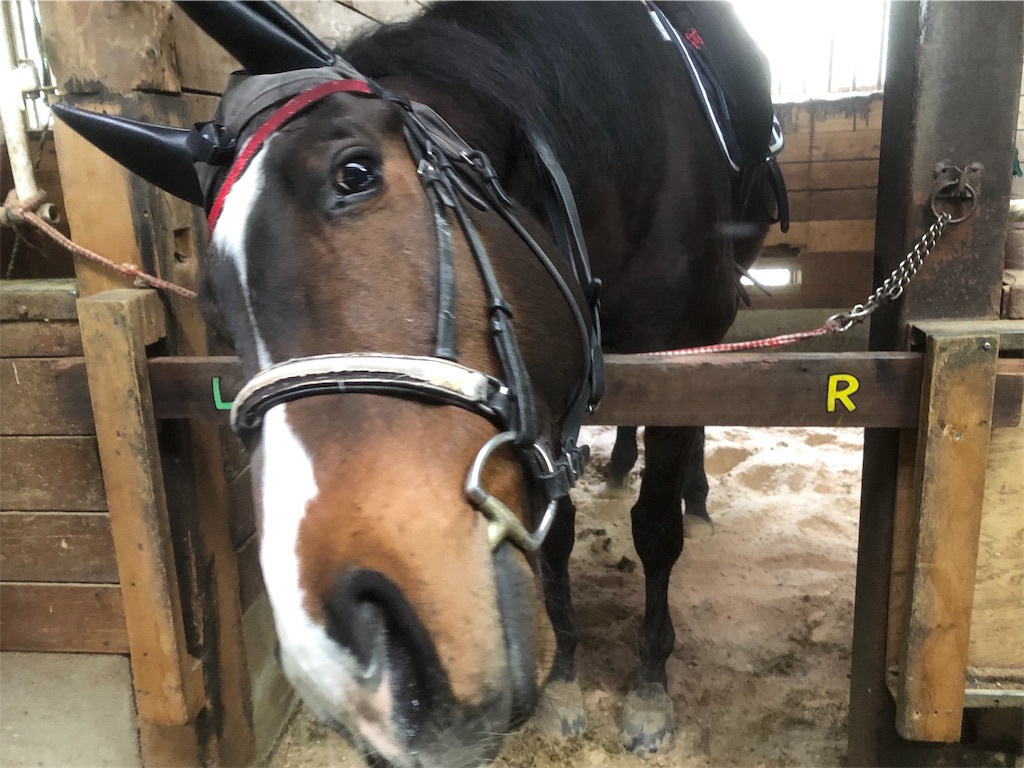 f:id:horserider73:20190324120801j:image